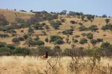 Ethiopia - Netch Sar Park - 77 - Swaynes Hartebeest